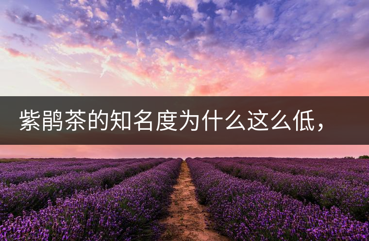 紫鵑茶的知名度為什么這么低,適合做成生茶還是熟茶? 紫鵑茶的知名度為什么這么低,適合做成生茶還是熟茶?