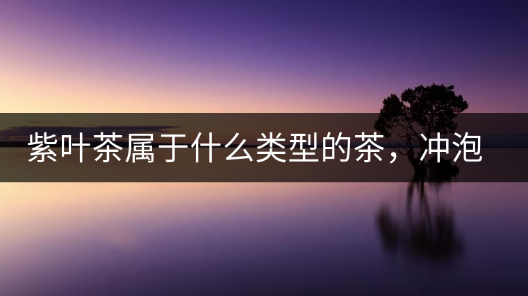 紫葉茶屬于什么類型的茶,沖泡需要注意什么? 紫葉茶屬于什么類型的茶,沖泡需要注意什么?