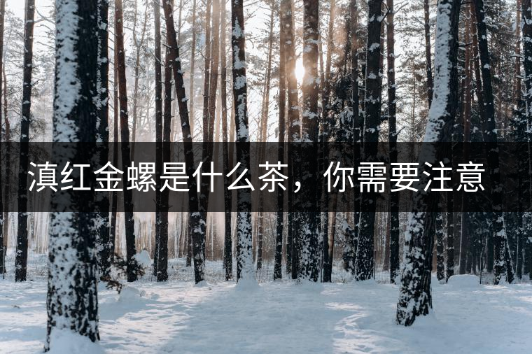 滇紅金螺是什么茶，你需要注意沖泡技巧