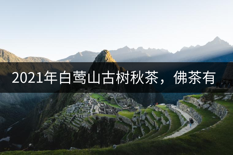 2021年白鶯山古樹(shù)秋茶,佛茶有什么魅力? 2021年白鶯山古樹(shù)秋茶,佛茶有什么魅力?
