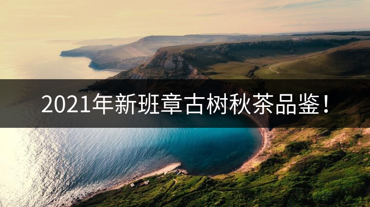 2021年新班章古樹秋茶品鑒! 2021年新班章古樹秋茶品鑒!