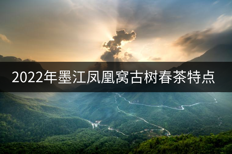 2022年墨江鳳凰窩古樹春茶特點是什么? 2022年墨江鳳凰窩古樹春茶特點是什么?