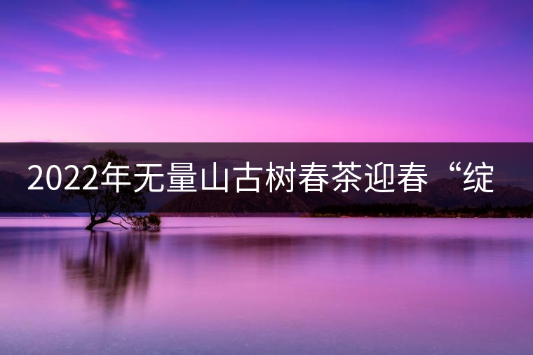 2022年無量山古樹春茶迎春“綻放”！