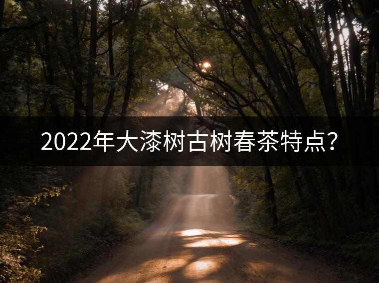 2022年大漆樹古樹春茶特點(diǎn)? 2022年大漆樹古樹春茶特點(diǎn)?