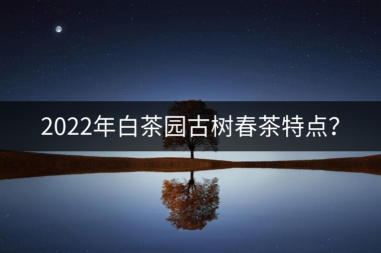 2022年白茶園古樹春茶特點？