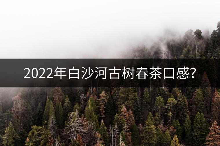 2022年白沙河古樹春茶口感? 2022年白沙河古樹春茶口感?