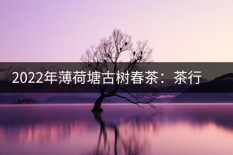 2022年薄荷塘古樹春茶：茶行業的金字招牌