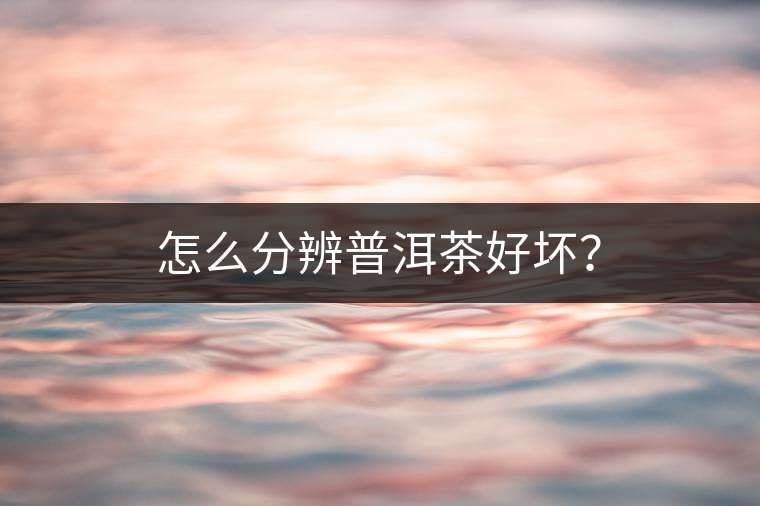 怎么分辨普洱茶好壞？