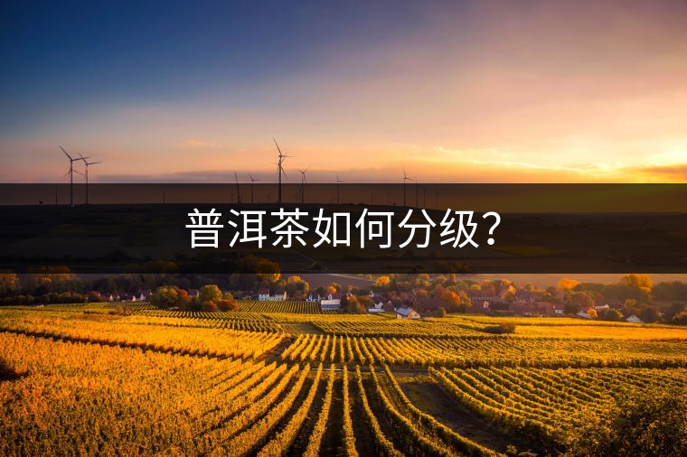 普洱茶如何分級？