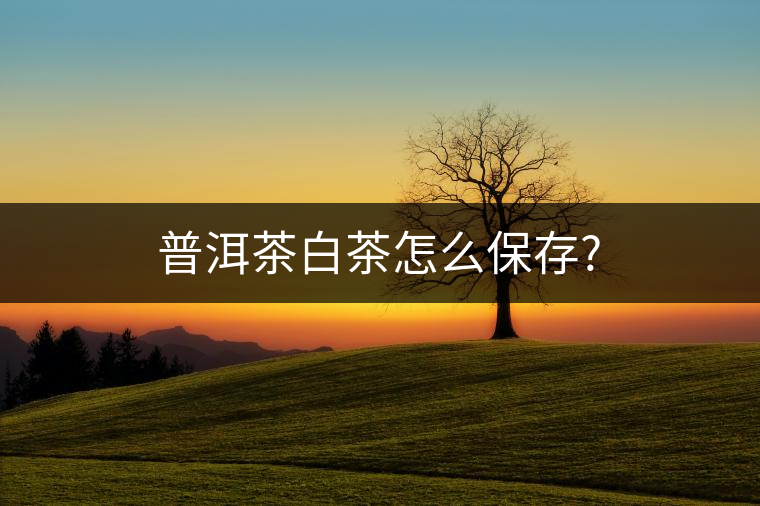 普洱茶白茶怎么保存?