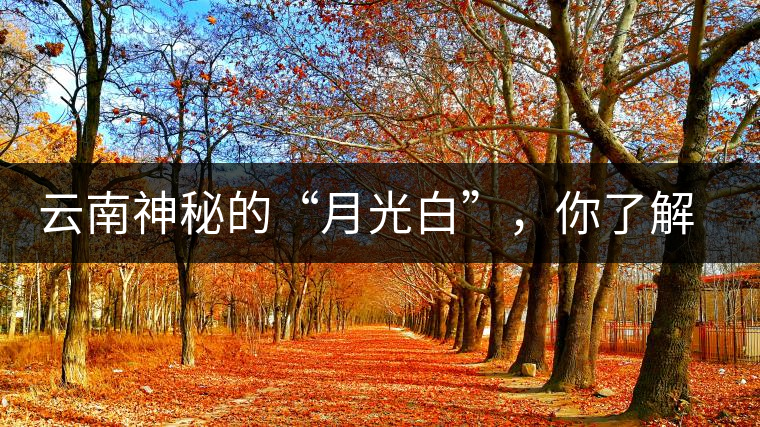 云南神秘的“月光白”,你了解多少? 云南神秘的“月光白”,你了解多少?