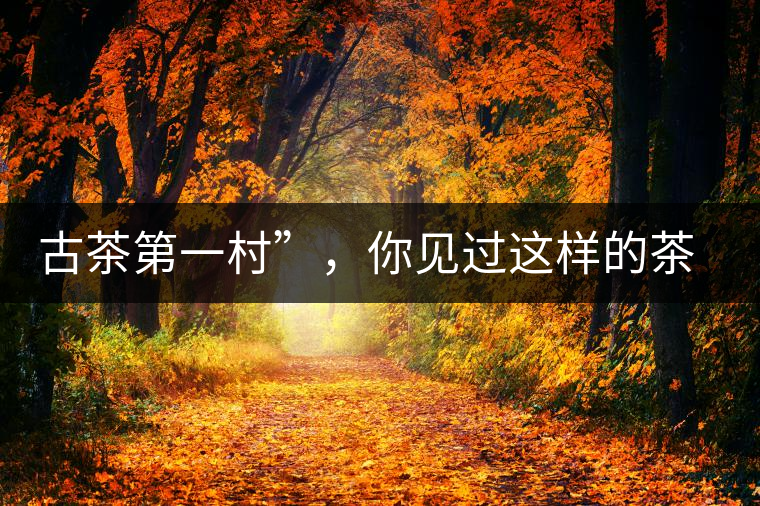 古茶第一村”,你見過這樣的茶樹嗎? 古茶第一村”,你見過這樣的茶樹嗎?