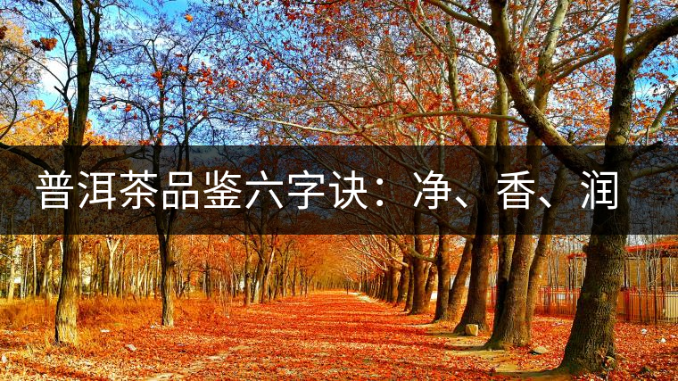 普洱茶品鑒六字訣:凈、香、潤、厚、甘、甜,帶你體驗普洱的魅力 普洱茶品鑒六字訣:凈、香、潤、厚、甘、甜,帶你體驗普洱的魅力