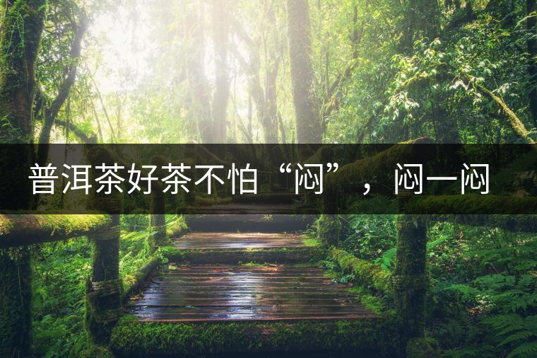 普洱茶好茶不怕“悶”,悶一悶看本味 普洱茶好茶不怕“悶”,悶一悶看本味