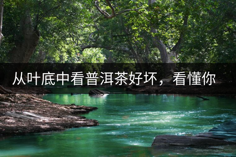 從葉底中看普洱茶好壞,看懂你就是真正的茶界高手! 從葉底中看普洱茶好壞,看懂你就是真正的茶界高手!