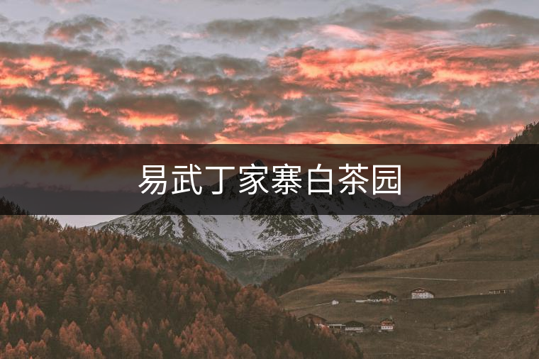 易武丁家寨白茶園 易武丁家寨白茶園