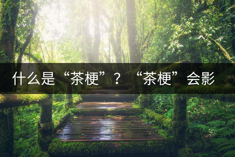 什么是“茶梗”?“茶梗”會影響普洱茶品質? 什么是“茶梗”?“茶梗”會影響普洱茶品質?