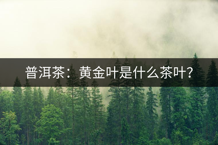 普洱茶:黃金葉是什么茶葉? 普洱茶:黃金葉是什么茶葉?
