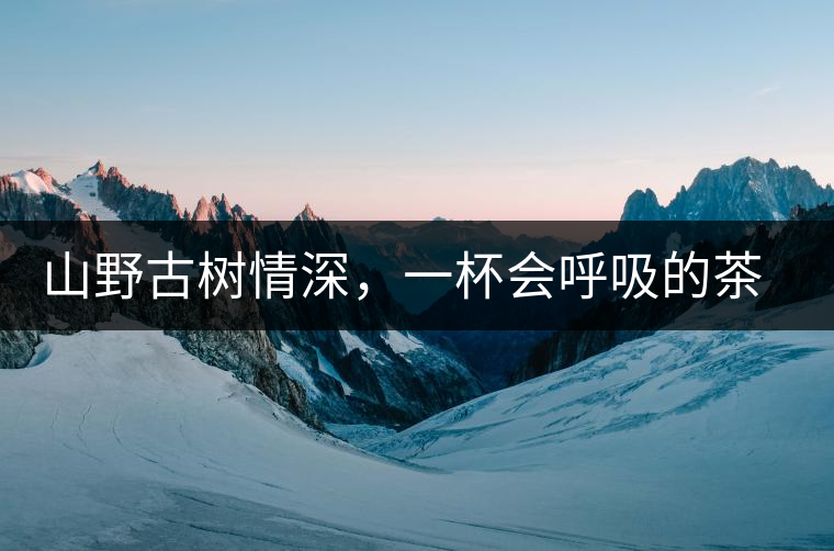 山野古樹情深，一杯會呼吸的茶滋味