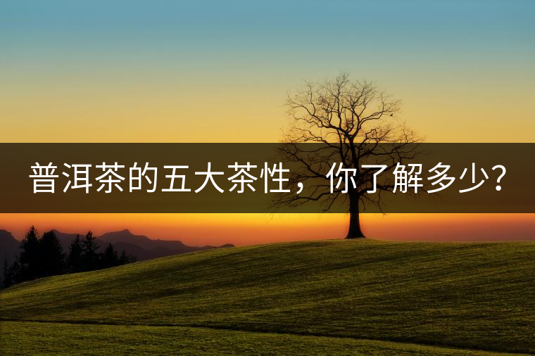普洱茶的五大茶性，你了解多少？