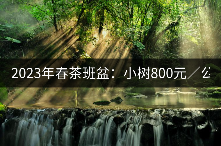 2023年春茶班盆:小樹800元/公斤,古樹1600-2200元/公斤 2023年春茶班盆:小樹800元/公斤,古樹1600-2200元/公斤