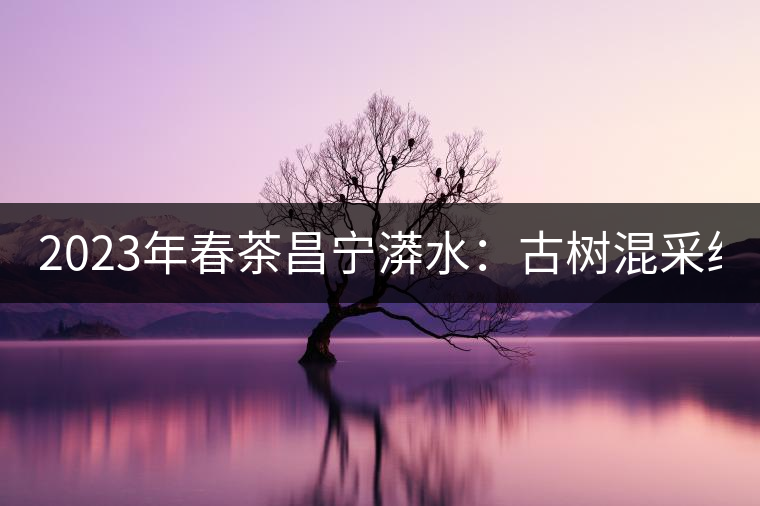 2023年春茶昌寧漭水：古樹(shù)混采純料480-600元／公斤，大樹(shù)360-420元／公斤，臺(tái)地260-300元／公斤，古樹(shù)單株均價(jià)880-1200元／公斤。