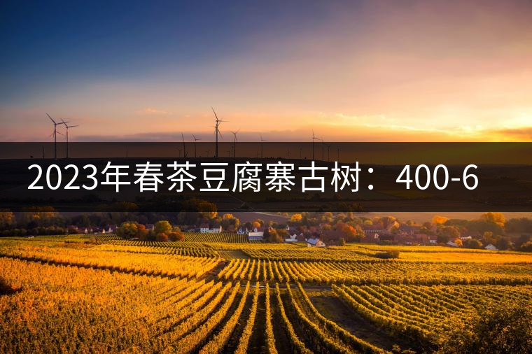 2023年春茶豆腐寨古樹：400-600元／公斤