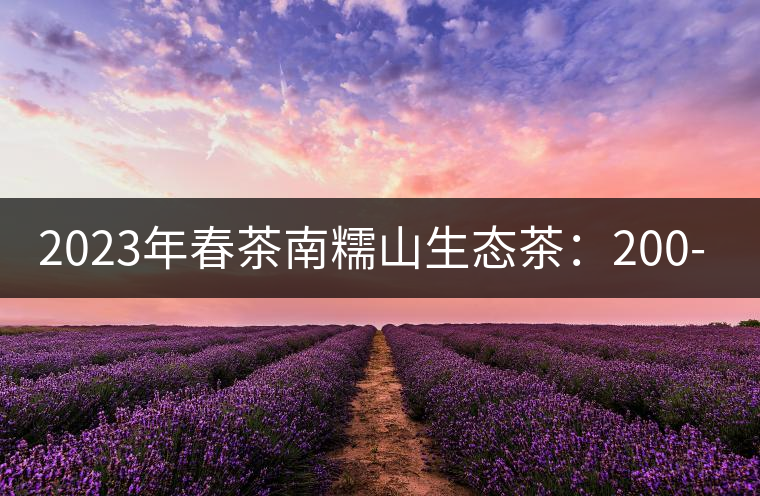 2023年春茶南糯山生態茶：200-300元／公斤，古樹：900-1500元／公斤
