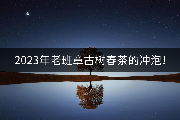 2023年老班章古樹春茶的沖泡! 2023年老班章古樹春茶的沖泡!