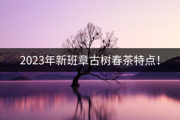 2023年新班章古樹春茶特點! 2023年新班章古樹春茶特點!
