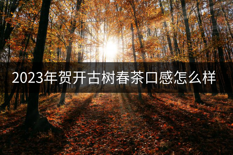 2023年賀開古樹春茶口感怎么樣？
