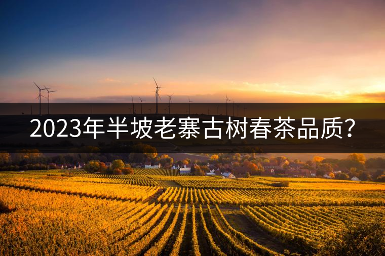 2023年半坡老寨古樹春茶品質？