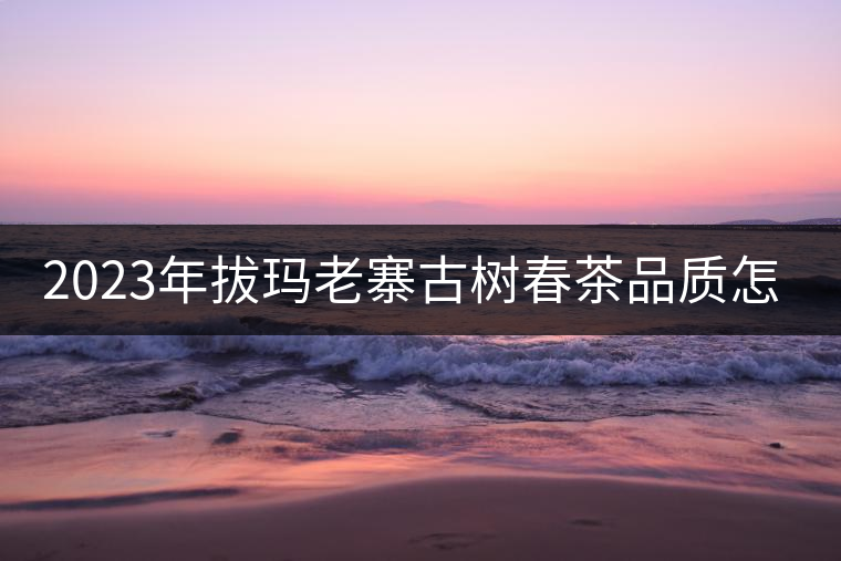 2023年拔瑪老寨古樹春茶品質怎么樣? 2023年拔瑪老寨古樹春茶品質怎么樣?