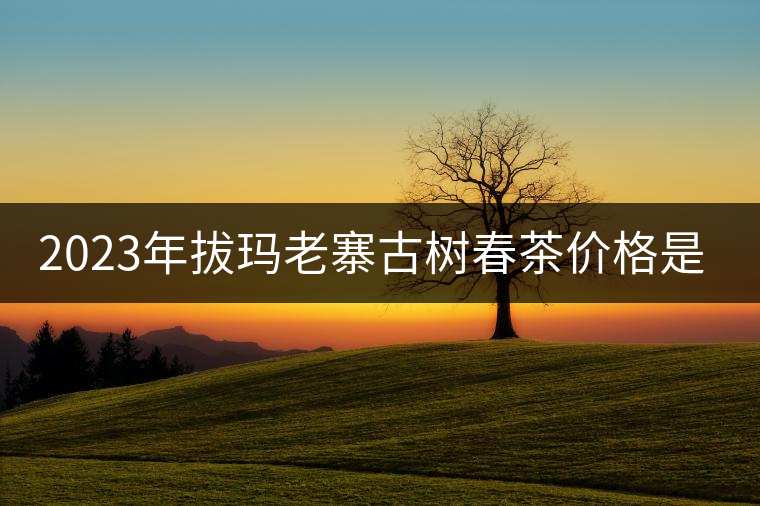 2023年拔瑪老寨古樹春茶價(jià)格是多少? 2023年拔瑪老寨古樹春茶價(jià)格是多少?