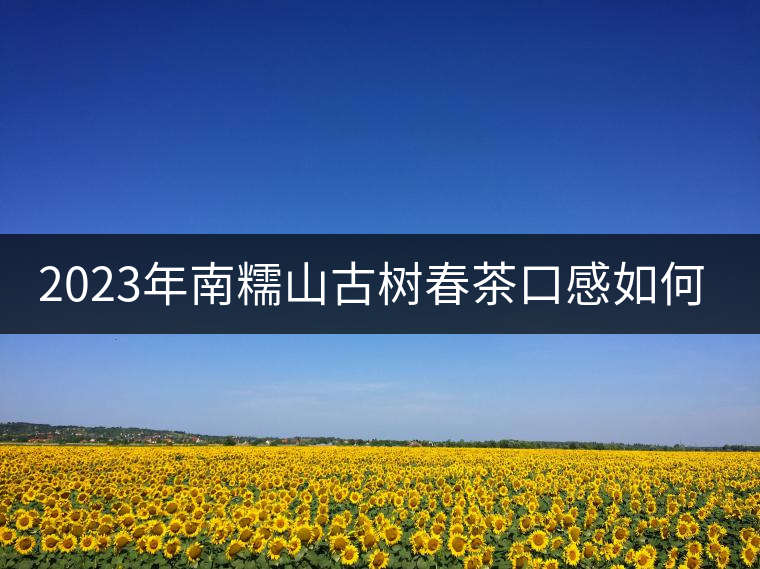 2023年南糯山古樹春茶口感如何？