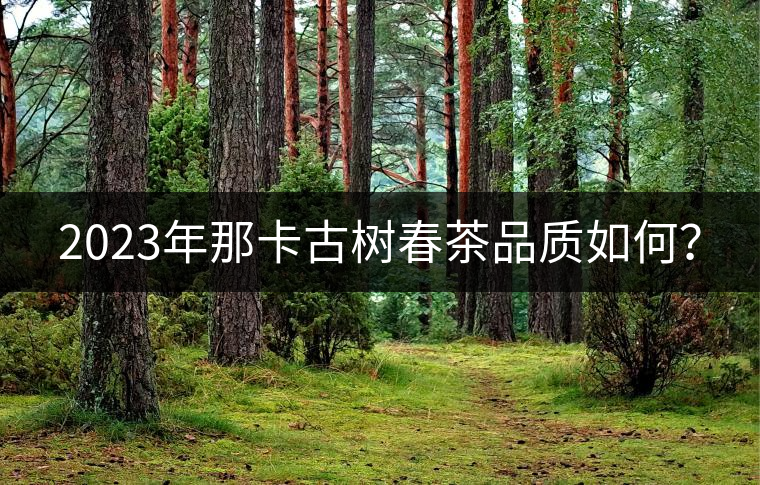 2023年那卡古樹春茶品質如何? 2023年那卡古樹春茶品質如何?