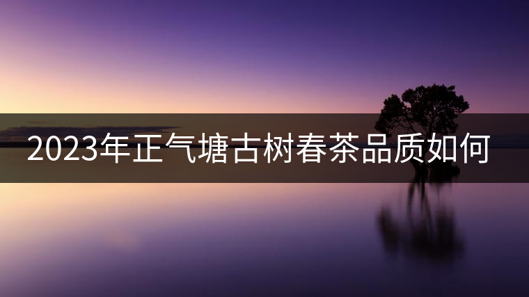 2023年正氣塘古樹春茶品質如何？