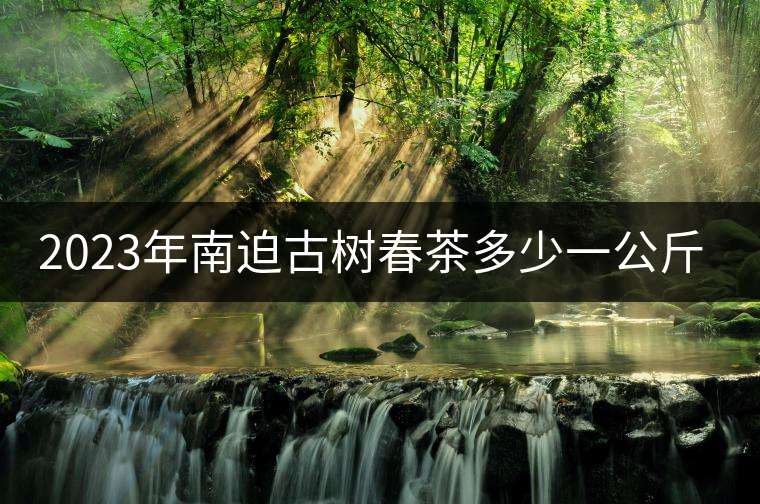 2023年南迫古樹(shù)春茶多少一公斤？