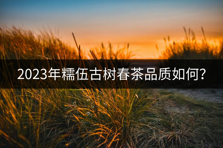 2023年糯伍古樹春茶品質如何? 2023年糯伍古樹春茶品質如何?