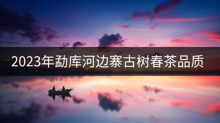 2023年勐庫河邊寨古樹春茶品質如何？