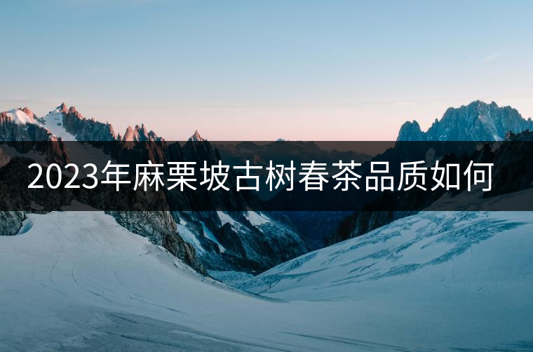2023年麻栗坡古樹春茶品質(zhì)如何? 2023年麻栗坡古樹春茶品質(zhì)如何?