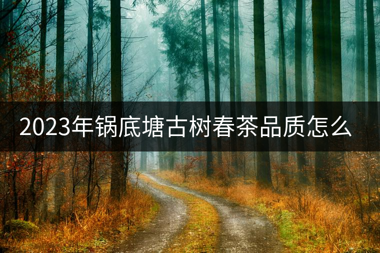 2023年鍋底塘古樹春茶品質怎么樣？