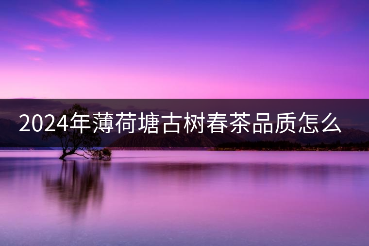 2024年薄荷塘古樹(shù)春茶品質(zhì)怎么樣? 2024年薄荷塘古樹(shù)春茶品質(zhì)怎么樣?