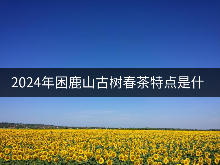 2024年困鹿山古樹春茶特點是什么? 2024年困鹿山古樹春茶特點是什么?