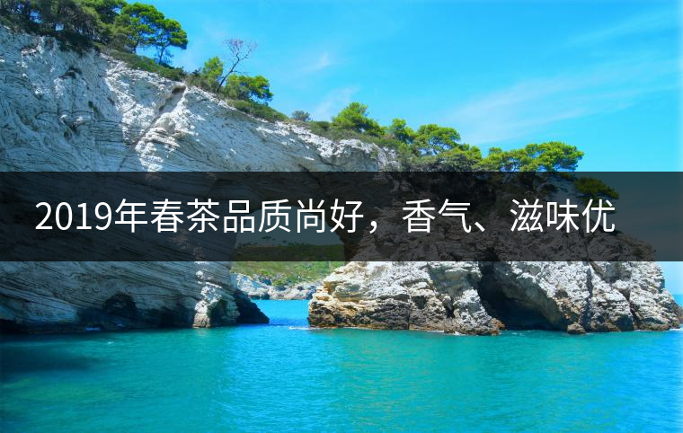 2019年春茶品質尚好,香氣、滋味優于去年 2019年春茶品質尚好,香氣、滋味優于去年