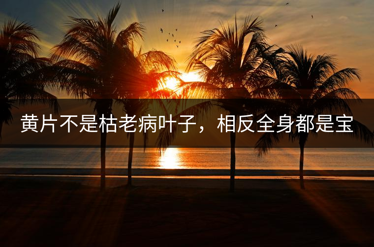 黃片不是枯老病葉子,相反全身都是寶 黃片不是枯老病葉子,相反全身都是寶