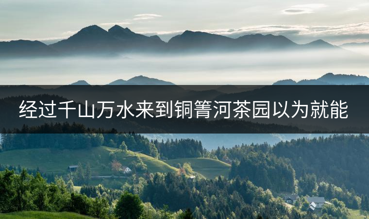 經過千山萬水來到銅箐河茶園以為就能收到茶了？