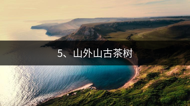 5、山外山古茶樹(shù) 5、山外山古茶樹(shù)