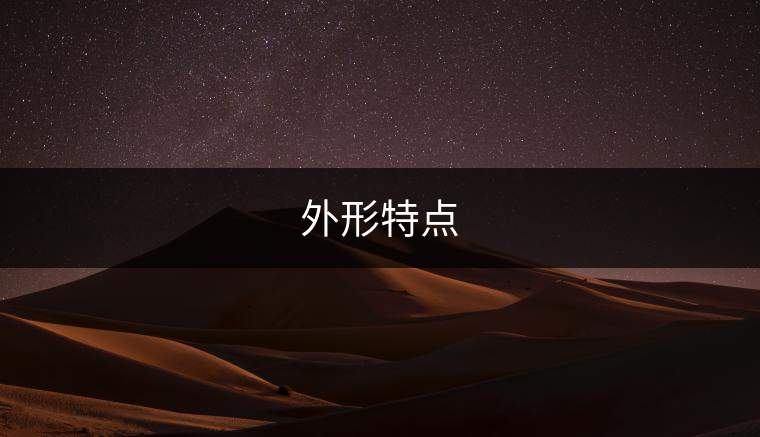 外形特點 外形特點