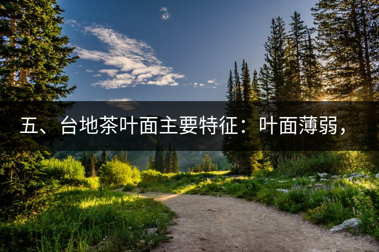五、臺地茶葉面主要特征:葉面薄弱,如薄紙易折;沖泡之后無力恢復彈性,甚至多次沖泡也不能展開,葉子愈薄愈差。 五、臺地茶葉面主要特征:葉面薄弱,如薄紙易折;沖泡之后無力恢復彈性,甚至多次沖泡也不能展開,葉子愈薄愈差。